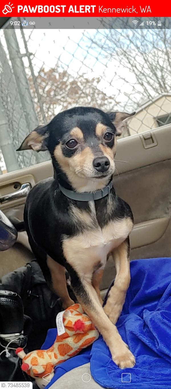 Lost Female Dog last seen Across the street in the back of the motel, Kennewick, WA 99336