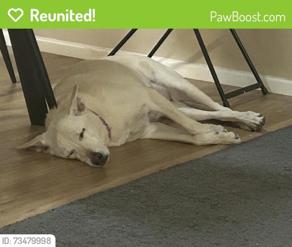 Reunited Female Dog last seen Adobe Street and University, Mesa, AZ 85205