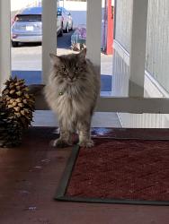 Reunited Unknown Cat last seen Between Yucaipa Blvd and Ave E, Yucaipa, CA 92399
