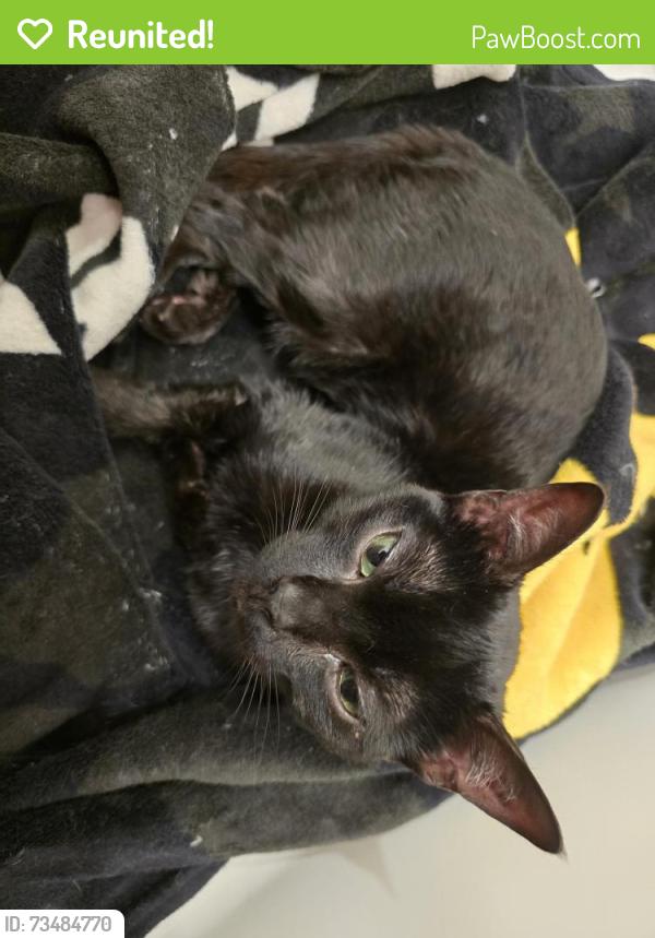 Reunited Female Cat last seen Flameleaf St. and Wax Aly., Apopka, FL 32712