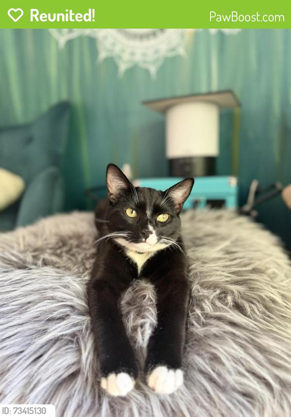 Reunited Male Cat last seen Crystal springs rd W - in my backyard., University Place, WA 98466