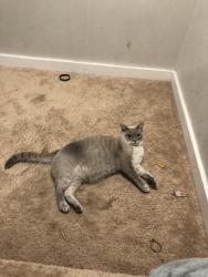 Lost Male Cat last seen Hayes Rd, Norristown, PA 19403