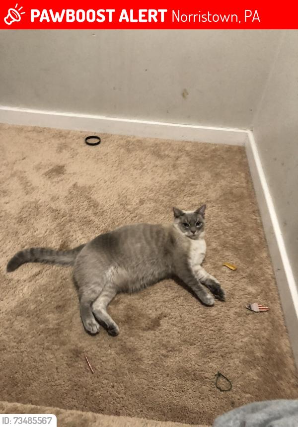 Lost Male Cat last seen Hayes Rd, Norristown, PA 19403