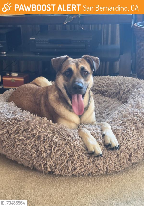 Found/Stray Female Dog last seen Celebrities bar, San Bernardino, CA 92405