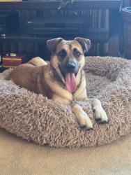 Found/Stray Female Dog last seen Celebrities bar, San Bernardino, CA 92405