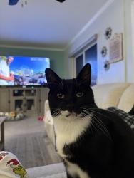 Lost Male Cat last seen Leisureville Pompano Beach, Pompano Beach, FL 33064