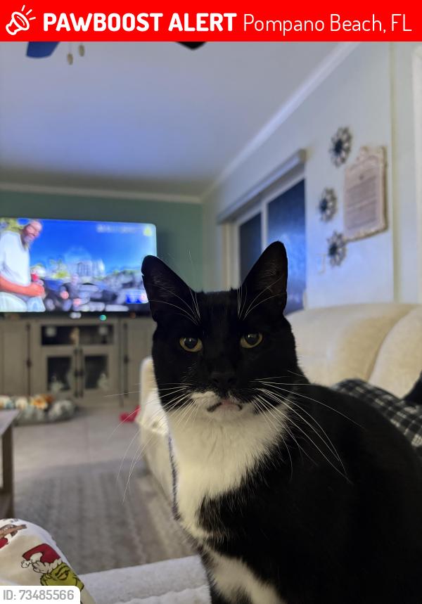 Lost Male Cat last seen Leisureville Pompano Beach, Pompano Beach, FL 33064