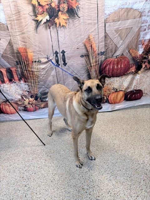 Shelter Stray Male Dog last seen Near BLOCK NE 135 ST, 3599 NW 79th Ave, Doral, FL 33122, USA