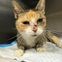 Shelter Stray Female Cat last seen BAILEY, 4710 TX-151, San Antonio, TX 78227, USA