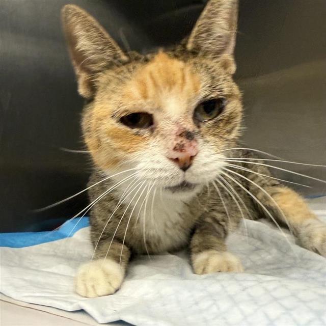 Shelter Stray Female Cat last seen BAILEY, 4710 TX-151, San Antonio, TX 78227, USA