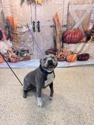 Shelter Stray Male Dog last seen Near BLOCK NE 135 ST, 3599 NW 79th Ave, Doral, FL 33122, USA
