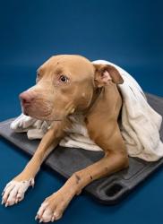 Shelter Stray Male Dog last seen Near BLOCK SW 12 AVE, 3599 NW 79th Ave, Doral, FL 33122, USA