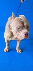 Shelter Stray Male Dog last seen Near BLOCK SW 82 AVE, 3599 NW 79th Ave, Doral, FL 33122, USA
