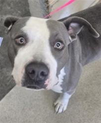 Shelter Stray Female Dog last seen N 4TH ST AND W F ST, 333 Chandler Pl, San Bernardino, CA 92408, USA