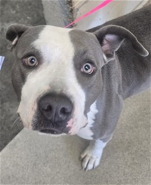 Shelter Stray Female Dog last seen N 4TH ST AND W F ST, 333 Chandler Pl, San Bernardino, CA 92408, USA