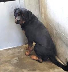 Shelter Stray Male Dog last seen , 1850 W 60th St, Los Angeles, CA 90047, USA