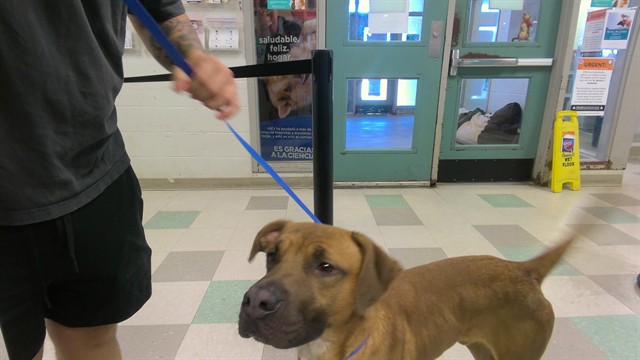 Shelter Stray Male Dog last seen , 2811 SE 29th St, Oklahoma City, OK 73129, USA