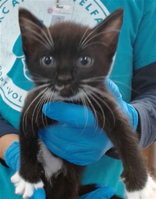 Shelter Stray Female Cat last seen , 2811 SE 29th St, Oklahoma City, OK 73129, USA