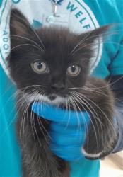 Shelter Stray Female Cat last seen , 2811 SE 29th St, Oklahoma City, OK 73129, USA