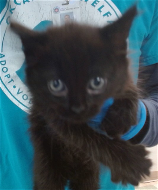 Shelter Stray Female Cat last seen , 2811 SE 29th St, Oklahoma City, OK 73129, USA