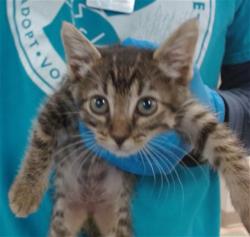 Shelter Stray Female Cat last seen , 2811 SE 29th St, Oklahoma City, OK 73129, USA