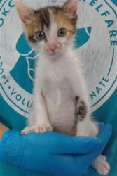 Shelter Stray Female Cat last seen , 2811 SE 29th St, Oklahoma City, OK 73129, USA
