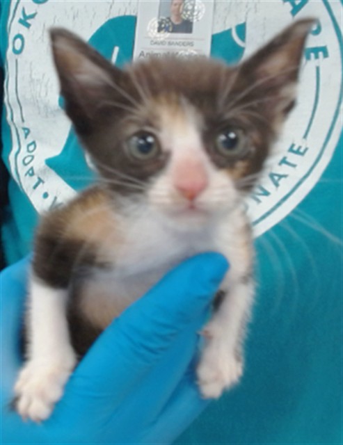 Shelter Stray Female Cat last seen , 2811 SE 29th St, Oklahoma City, OK 73129, USA