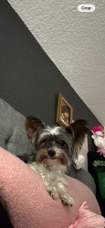 Lost Male Dog last seen Roft Rd and Red Maple Way, San Antonio, TX 78253