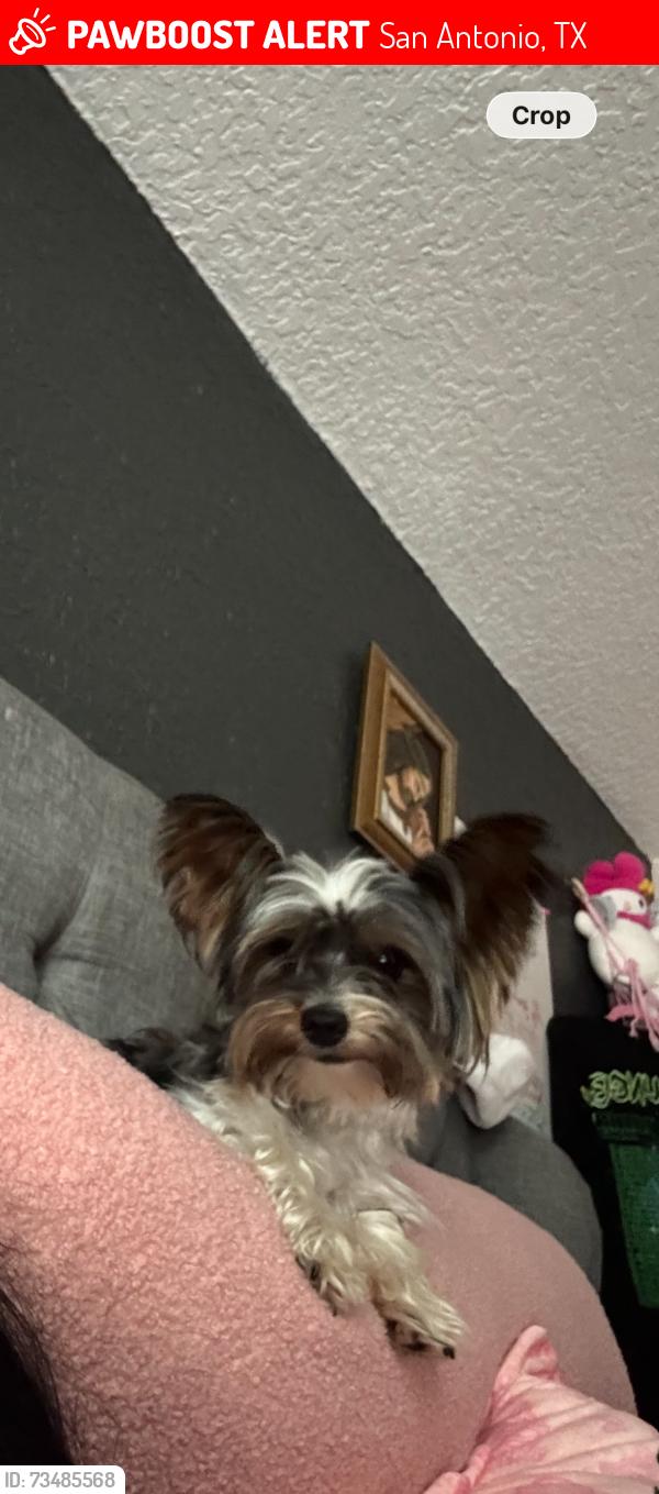 Lost Male Dog last seen Roft Rd and Red Maple Way, San Antonio, TX 78253