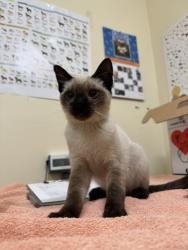 Shelter Stray Female Cat last seen Near BLOCK HWY, 1950 Stevenson Blvd, Fremont, CA 94538, USA