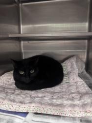 Shelter Stray Female Cat last seen , West Valley Animal Shelter, 20655 Plummer St, Chatsworth, CA 91311, USA