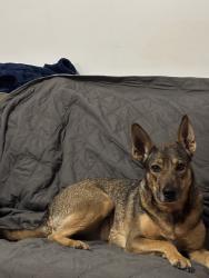 Reunited Unknown Dog last seen Pecan Grove Loop, Gray's Creek, NC 28348, USA, Gray's Creek, NC 28348