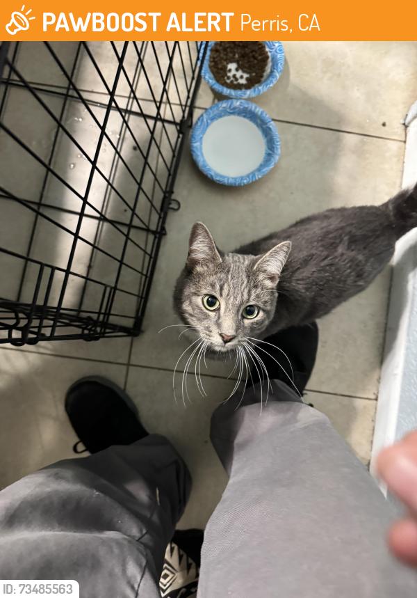 Found/Stray Male Cat last seen E markham st and Perris Blvd, Perris, CA 92571