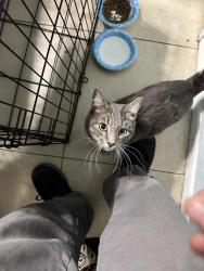Found/Stray Male Cat last seen E markham st and Perris Blvd, Perris, CA 92571