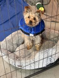 Reunited Male Dog last seen Redwood City, CA, USA, Redwood City, CA 94062