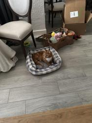 Lost Male Cat last seen Cedar and Bruce street, Las Vegas, NV 89101