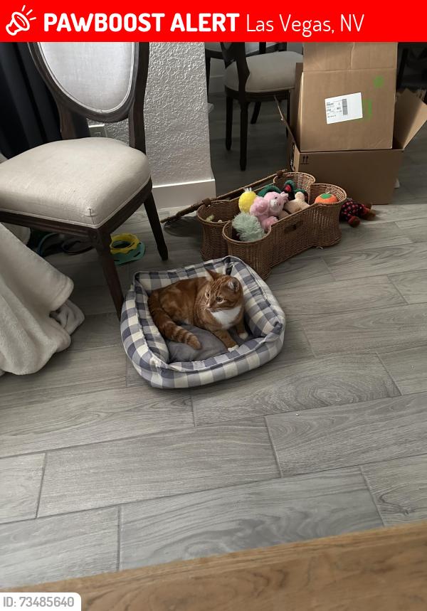 Lost Male Cat last seen Cedar and Bruce street, Las Vegas, NV 89101