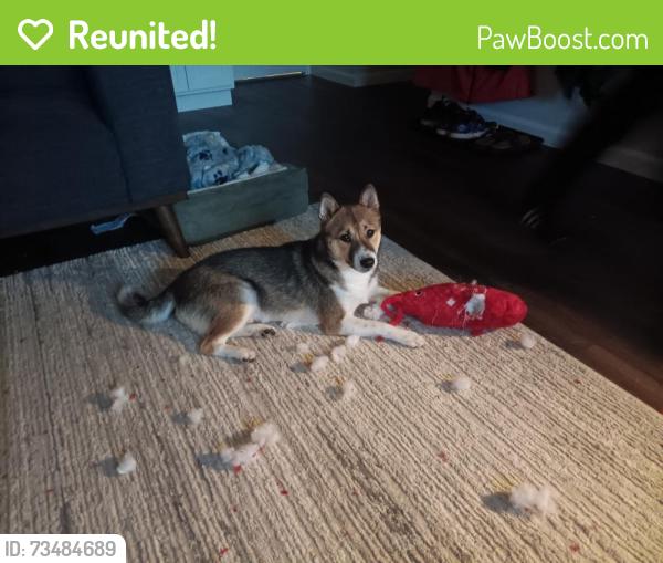 Reunited Male Dog last seen Near Happyjack Street, Fairbanks, AK 99712
