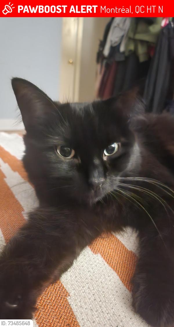 Lost Female Cat last seen St-Zotique, Montréal, QC H1T 2N3