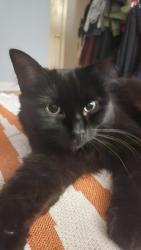Lost Female Cat last seen St-Zotique, Montréal, QC H1T 2N3