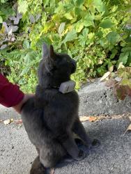 Found/Stray Unknown Cat last seen Étangs du Parc La Fontaine, Montréal, QC 