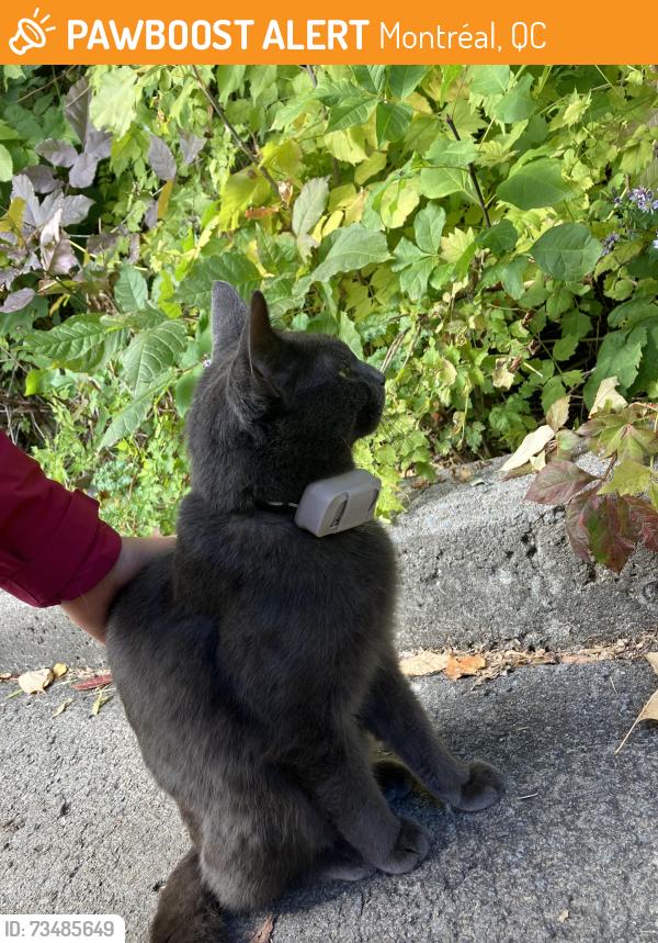 Found/Stray Unknown Cat last seen Étangs du Parc La Fontaine, Montréal, QC 