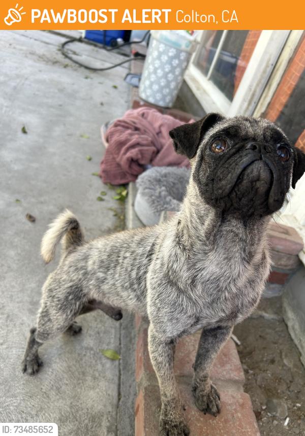 Found/Stray Male Dog last seen Abraham lincoln elementary school, Colton, CA 92324