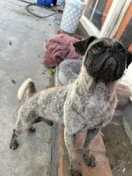 Found/Stray Male Dog last seen Abraham lincoln elementary school, Colton, CA 92324