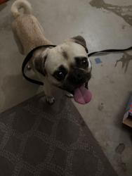 Reunited Unknown Dog last seen Calle Redondela and Via Barrozo, Temecula, CA 92592