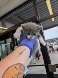 Shelter Stray Male Cat last seen Near HOLLOWELL PKWY NW, Atlanta, GA, 1251 Fulton Industrial Blvd NW, Atlanta, GA 30336, USA