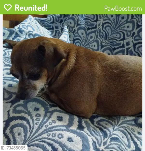 Reunited Female Dog last seen Goodman dr +41, Spring Hill, FL 34610
