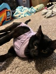 Shelter Stray Female Cat last seen Near Old Front St Bld540,Unit 25, 30083, GA, 3280 Chamblee Dunwoody Rd, Chamblee, GA 30341, USA