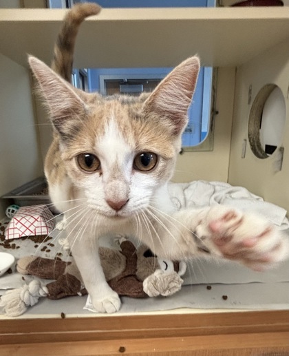 Shelter Stray Female Cat last seen Near Wiggin Way Doraville GA 30341, 30341, GA, 3280 Chamblee Dunwoody Rd, Chamblee, GA 30341, USA