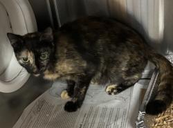 Shelter Stray Female Cat last seen Near Dial Drive, 30083, GA, 3280 Chamblee Dunwoody Rd, Chamblee, GA 30341, USA
